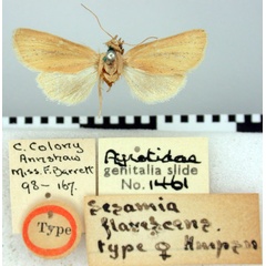 /filer/webapps/moths/media/images/F/flavescens_Sesamia_HT_BMNH.jpg