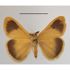 /filer/webapps/moths/media/images/R/reducta_Bracharoa_A_MGCLb_01.JPG