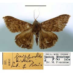 /filer/webapps/moths/media/images/D/diversa_Euippodes_PT_MSNM.jpg