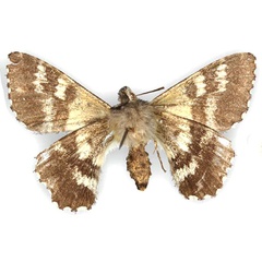 /filer/webapps/moths/media/images/H/hesperistis_Apoprogones_AF_TMSA_02b.jpg