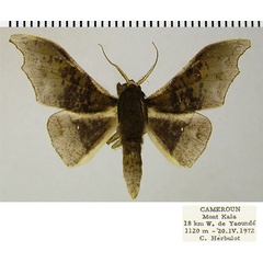 /filer/webapps/moths/media/images/H/heterodoxa_Sphingomima_AM_ZSMa.jpg