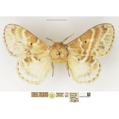 /filer/webapps/moths/media/images/A/asaphes_Eucraera_PTF_NHMUK.jpg