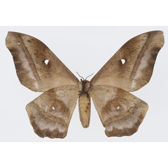 /filer/webapps/moths/media/images/T/truncata_Imbrasia_AF_Basquinb.jpg
