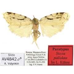 /filer/webapps/moths/media/images/P/pallidata_Siccia_PTM_MfN.jpg