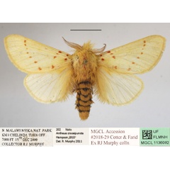 /filer/webapps/moths/media/images/C/croceipuncta_Antheua_A_MGCLa_01.JPG