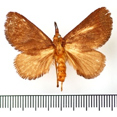 /filer/webapps/moths/media/images/U/umbra_Teinorhyncha_AM_BMNH.jpg