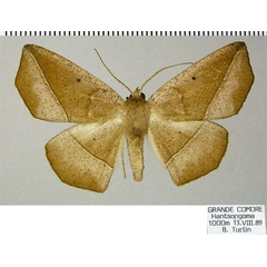 /filer/webapps/moths/media/images/F/ferruginaria_Psilocerea_AF_ZSM.jpg
