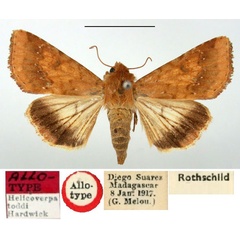 /filer/webapps/moths/media/images/T/toddi_Helicoverpa_AT_BMNH.jpg