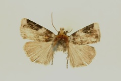 Hermonassoides leucoplaga