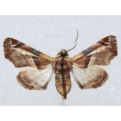 /filer/webapps/moths/media/images/C/callichroma_Eutelia_A_Goff_01.jpg