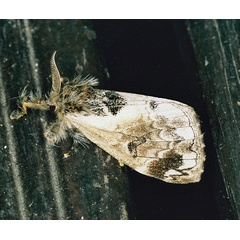/filer/webapps/moths/media/images/L/libyra_flammeola_Hemerophanes_A_Roland_01.jpg