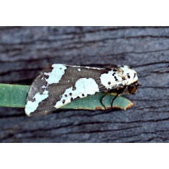 /filer/webapps/moths/media/images/M/meridiana_Nothabraxas_A_Roland_07.jpg