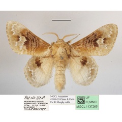 /filer/webapps/moths/media/images/C/clementsi_Schausinna_AM_MGCLa_01.JPG