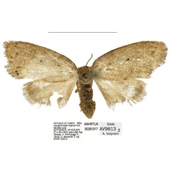 /filer/webapps/moths/media/images/T/tenebrosa_Spatulosia_PTF_ANHRT.jpg