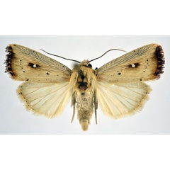 /filer/webapps/moths/media/images/A/albimacula_Leucania_A_NHMO.jpg