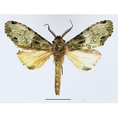 /filer/webapps/moths/media/images/C/chlorochroa_Chlorochadisra_AM_Basquin_03.jpg