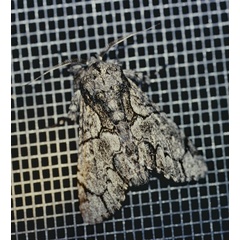 /filer/webapps/moths/media/images/F/fractilinea_Thiacidas_A_Roland_01.jpg