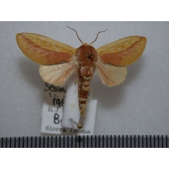 /filer/webapps/moths/media/images/B/bicolorata_Scalmicauda_A_Revell.jpg