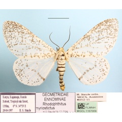 /filer/webapps/moths/media/images/M/myriostictus_Rhodophthitus_A_MGCL_01.JPG