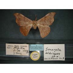 /filer/webapps/moths/media/images/A/albiapex_Gonoreta_PT_RMCA_01.jpg