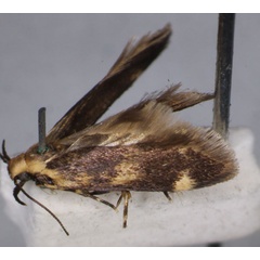 /filer/webapps/moths/media/images/C/chlidanopa_Mometa_HT_BMNH.jpg