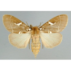 /filer/webapps/moths/media/images/M/modesta_Morasa_A_RMCA_03.jpg