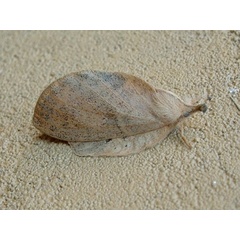 /filer/webapps/moths/media/images/A/africana_Estigena_A_Mateke_01.jpg