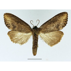 /filer/webapps/moths/media/images/D/descarpentrianum_Rasemia_AM_Basquin.jpg