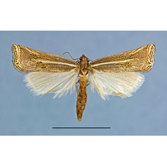 /filer/webapps/moths/media/images/S/shigwedzi_HT_54110a.jpg
