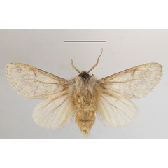 /filer/webapps/moths/media/images/P/pergrisea_Epicerura_AM_MGCLb_01.JPG