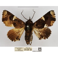 /filer/webapps/moths/media/images/M/musicalis_Eutelia_AF_NHMUK.jpg