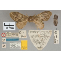 /filer/webapps/moths/media/images/D/dambae_Stauropus_HT_OUMNH_01.jpg