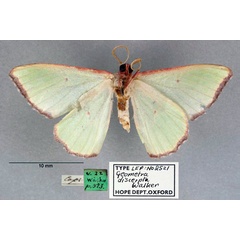 /filer/webapps/moths/media/images/D/discerpta_Geometra_HT_OUMNH_02.jpg