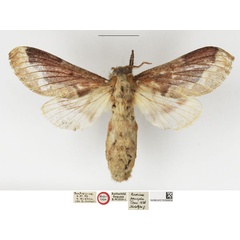 /filer/webapps/moths/media/images/P/pancala_Nadiasa_HT_NHMUK.jpg