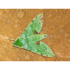 /filer/webapps/moths/media/images/M/megaera_Euchloron_A_Stanton.jpg