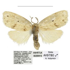 /filer/webapps/moths/media/images/C/cristata_Spatulosia_HT_ANHRT.jpg
