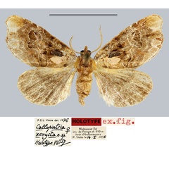 /filer/webapps/moths/media/images/X/xerysta_Callopistria_HT_MNHN.jpg