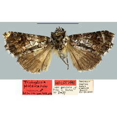 /filer/webapps/moths/media/images/P/photeina_Trichoplusia_HT_MNHN.jpg