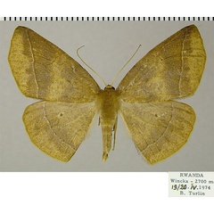 /filer/webapps/moths/media/images/T/turpis_Psilocerea_AF_ZSM.jpg