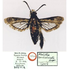 /filer/webapps/moths/media/images/L/lentistriata_Melittia_AT_BMNH.jpg