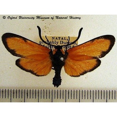 /filer/webapps/moths/media/images/O/ochroptera_Praezygaena_A_OUMNH.jpg