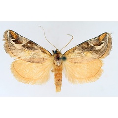 /filer/webapps/moths/media/images/D/decorata_Crothaema_AM_TMSA.jpg