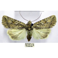 /filer/webapps/moths/media/images/I/indecora_Araea_AF_TMSA.jpg