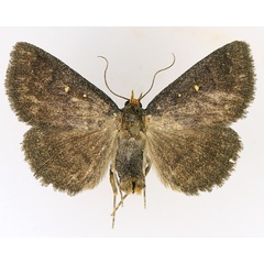 /filer/webapps/moths/media/images/X/xanthognatha_Calesia_AM_TMSA_01.jpg