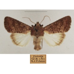 /filer/webapps/moths/media/images/F/furvilinea_Dicerogastra_AM_TMSA_02.jpg