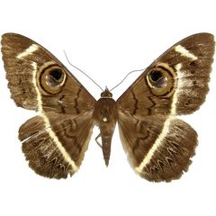 /filer/webapps/moths/media/images/L/latona_Cyligramma_AF_MCJM.jpg