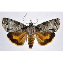 /filer/webapps/moths/media/images/Q/quadripuncta_Blenina_AM_NHMO_01.jpg