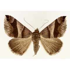 /filer/webapps/moths/media/images/D/derogans_Bastilla_AF_TMSA_01.jpg