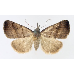 /filer/webapps/moths/media/images/P/platti_Pristanepa_AF_TMSA_01.jpg