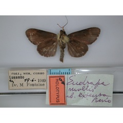 /filer/webapps/moths/media/images/E/extensa_Eudrapa_HT_RMCA_02.jpg